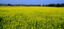 Bikash Kalita-Mustard plant