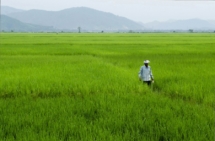 BikashBharali-Greenlands