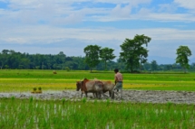 RubulKumarBania-Ploughing Field Landscape